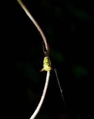 Micrathena guerini