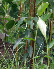Clerodendrum formicarum