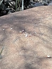 Hydromys chrysogaster