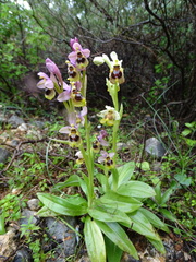 Ophrys tenthredinifera