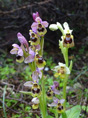 Ophrys tenthredinifera