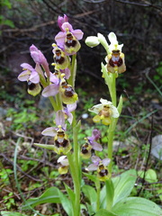 Ophrys tenthredinifera