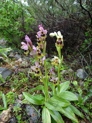 Ophrys tenthredinifera