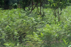 Pteridium centrali-africanum