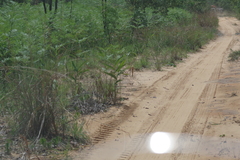 Pteridium centrali-africanum