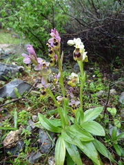 Ophrys tenthredinifera