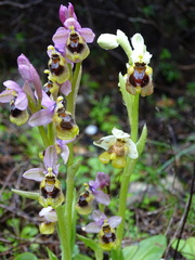 Ophrys tenthredinifera