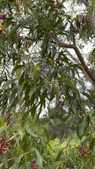 Acacia auriculiformis