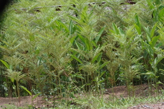 Pteridium centrali-africanum