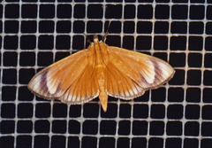 Phostria lithosialis