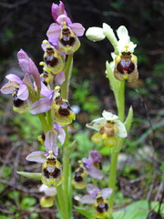 Ophrys tenthredinifera