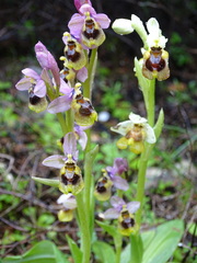Ophrys tenthredinifera