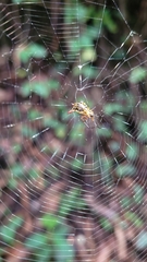 Micrathena guerini