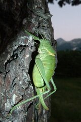 Polysarcus denticauda