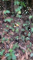 Micrathena guerini