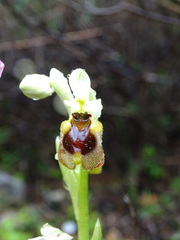 Ophrys tenthredinifera