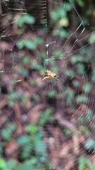 Micrathena guerini
