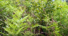 Pteridium centrali-africanum