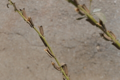 Sesamum indicum