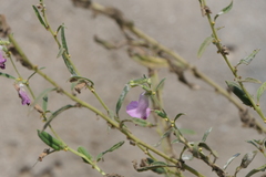 Sesamum indicum