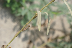Sesamum indicum