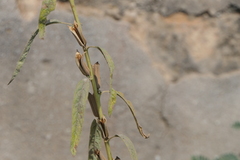 Sesamum indicum