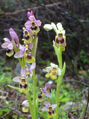 Ophrys tenthredinifera