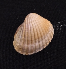 Cerastoderma glaucum