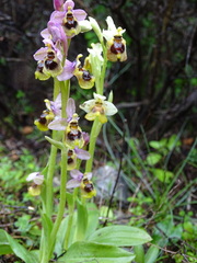 Ophrys tenthredinifera