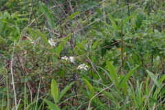 Bauhinia petersiana