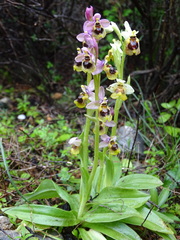 Ophrys tenthredinifera
