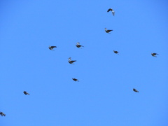 Columba palumbus palumbus