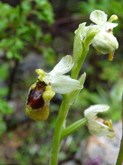 Ophrys tenthredinifera
