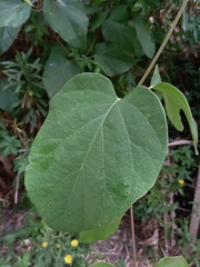 Stigmaphyllon bonariense