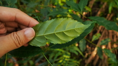 Itea parviflora