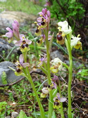 Ophrys tenthredinifera
