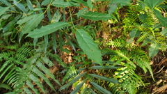 Itea parviflora