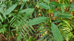 Itea parviflora