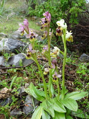 Ophrys tenthredinifera