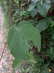 Stigmaphyllon bonariense