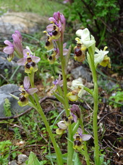Ophrys tenthredinifera