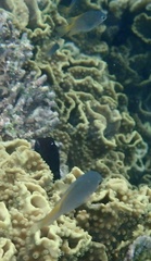 Pomacentrus lepidogenys