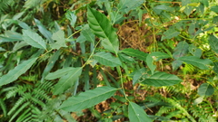 Itea parviflora