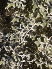 Selaginella dregei