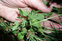 Polysarcus denticauda