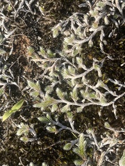 Selaginella dregei
