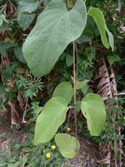 Stigmaphyllon bonariense