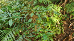 Itea parviflora
