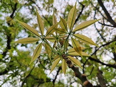 Ceiba speciosa