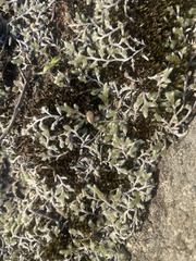 Selaginella dregei